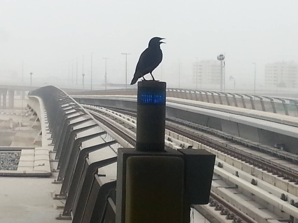 Metro-Bird.jpg